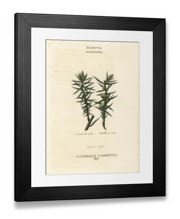 Framed Print : Common juniper, Juniperus communis Framed Print : Common juniper, Juniperus communis