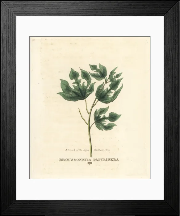 Framed Print : Paper mulberry tree, Broussonetia papyrifera Framed Print : Paper mulberry tree, Broussonetia papyrifera