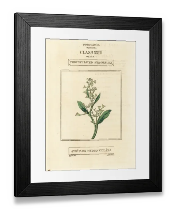Framed Print : Pedunculate sea-purslane, Atriplex pedunculata Framed Print : Pedunculate sea-purslane, Atriplex pedunculata