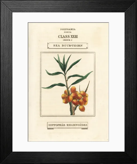 Framed Print : Sea buckthorn, Elaeagnus rhamnoides Framed Print : Sea buckthorn, Elaeagnus rhamnoides