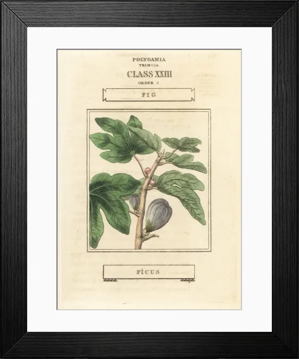 Framed Print : Fig, Ficus carica Framed Print : Fig, Ficus carica