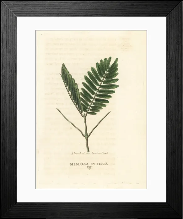 Framed Print : Sensitive plant, Mimosa pudica Framed Print : Sensitive plant, Mimosa pudica