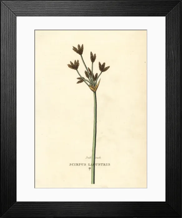 Framed Print : Bulrush or club-rush, Schoenoplectus lacustris