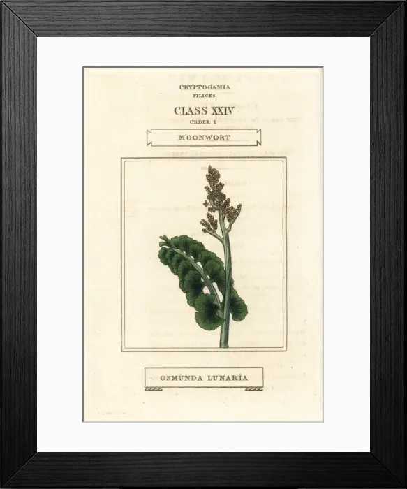 Framed Print : Moonwort, Botrychium lunaria Framed Print : Moonwort, Botrychium lunaria
