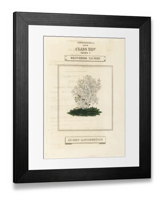 Framed Print : Reindeer lichen, Lichen rangiferinus Framed Print : Reindeer lichen, Lichen rangiferinus