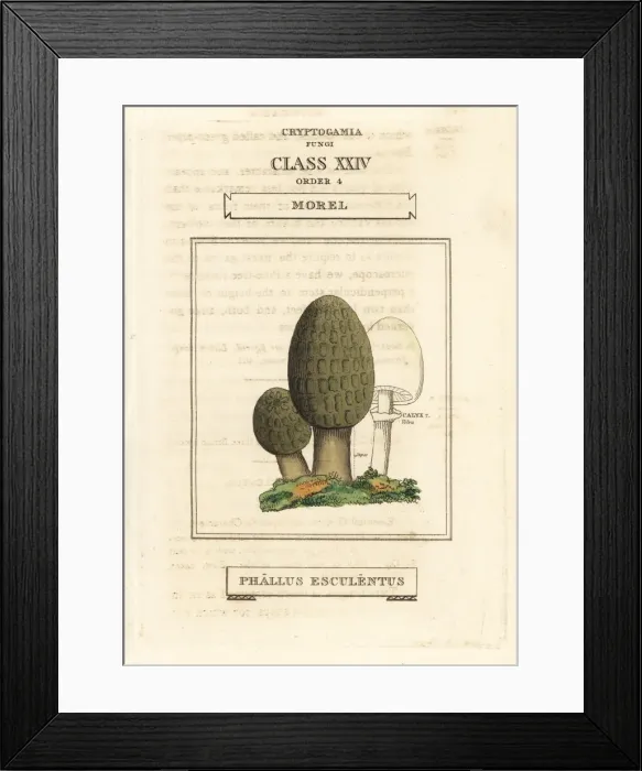 Framed Print : Morel mushroom, Morchella esculenta Framed Print : Morel mushroom, Morchella esculenta