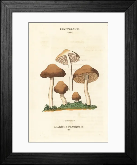 Framed Print : Champignon mushroom, Agaricus pratensis Framed Print : Champignon mushroom, Agaricus pratensis