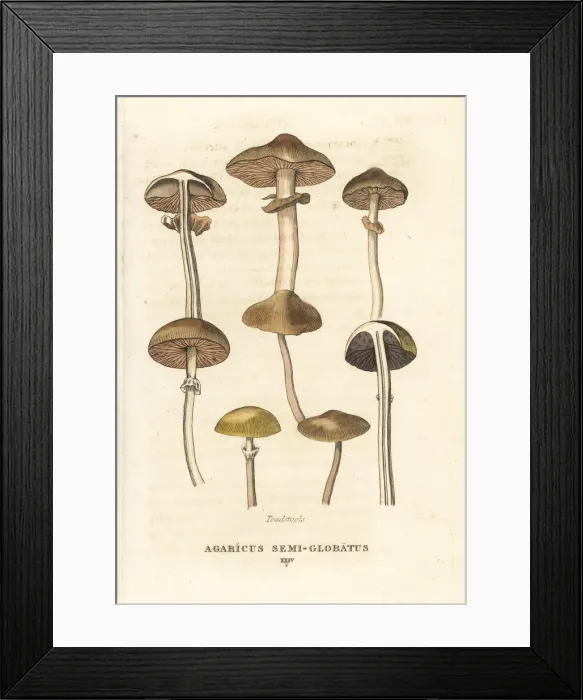 Framed Print : Toadstools, Agaricus semi-globatus Framed Print : Toadstools, Agaricus semi-globatus