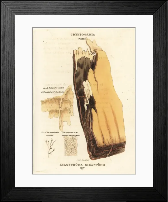 Framed Print : Gigantic oak leather, Xylostroma giganteum Framed Print : Gigantic oak leather, Xylostroma giganteum