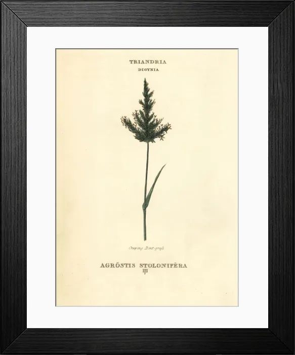 Framed Print : Creeping bentgrass, Agrostis stolonifera Framed Print : Creeping bentgrass, Agrostis stolonifera