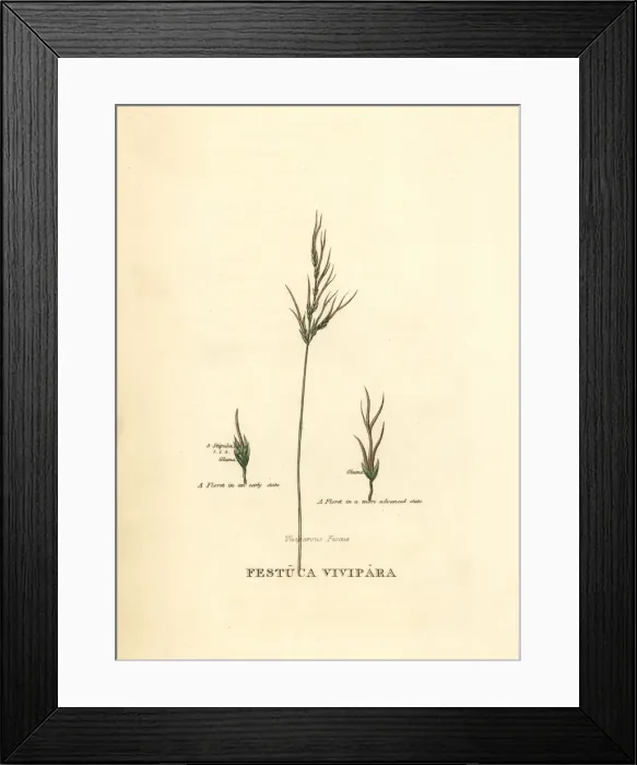 Framed Print : Viviparous sheeps fescue, Festuca vivipara Framed Print : Viviparous sheeps fescue, Festuca vivipara
