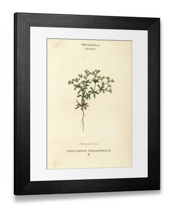 Framed Print : Four-leaved allseed, Polycarpon tetraphyllum Framed Print : Four-leaved allseed, Polycarpon tetraphyllum