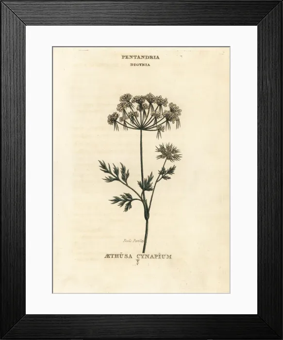 Framed Print : Fools parsley, Aethusa cynapium Framed Print : Fools parsley, Aethusa cynapium