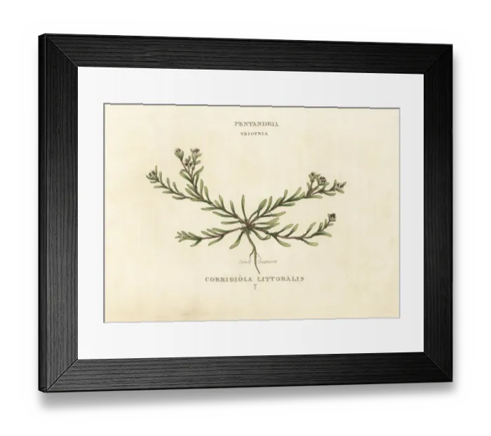 Framed Print : Sand strapwort, Corrigiola litoralis Framed Print : Sand strapwort, Corrigiola litoralis