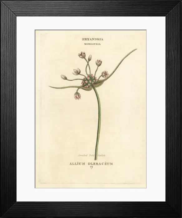 Framed Print : Streaked field garlic, Allium oleraceum Framed Print : Streaked field garlic, Allium oleraceum
