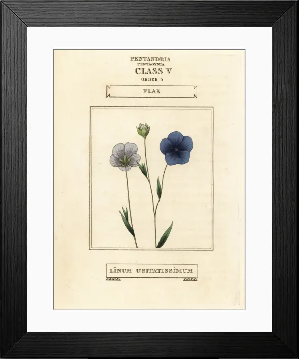 Framed Print : Flax, Linum usitatissimum Framed Print : Flax, Linum usitatissimum