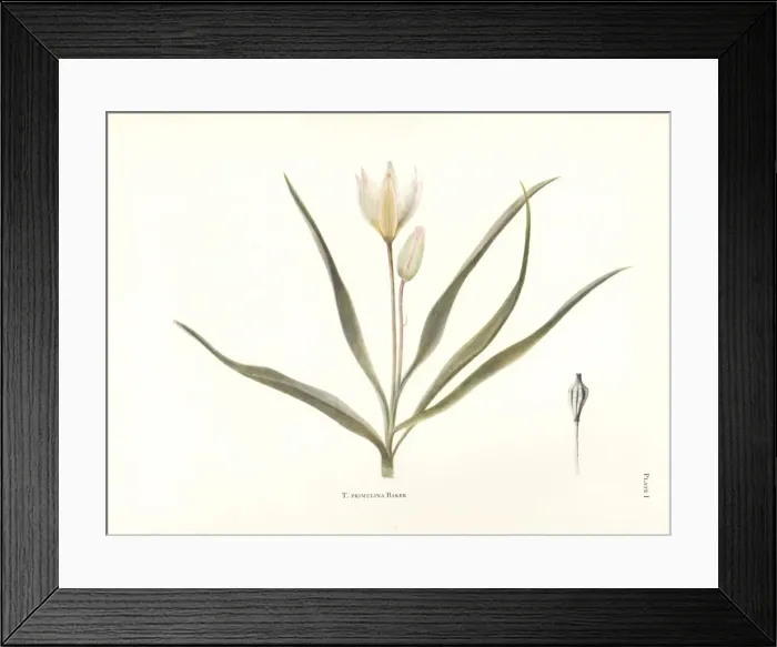 Framed Print : Wild tulip, Tulipa primulina, from Algeria Framed Print : Wild tulip, Tulipa primulina, from Algeria
