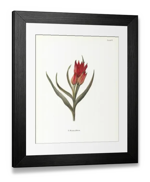Framed Print : Tulipa hageri Framed Print : Tulipa hageri