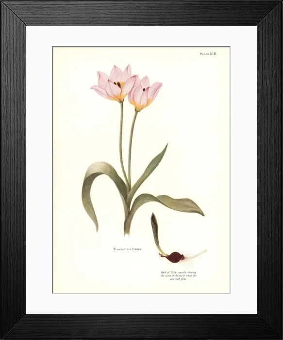 Framed Print : Rock tulip, Tulipa saxatilis Framed Print : Rock tulip, Tulipa saxatilis
