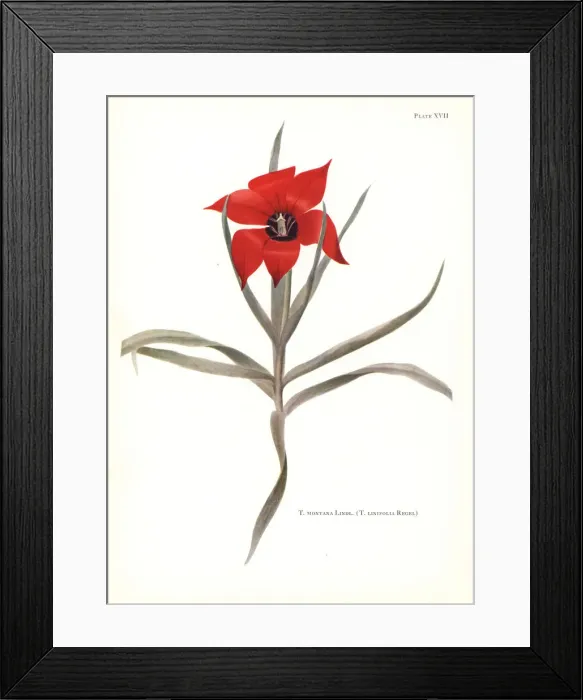 Framed Print : Bokhara tulip, Tulipa montana (Tulipa linifolia) Framed Print : Bokhara tulip, Tulipa montana (Tulipa linifolia)