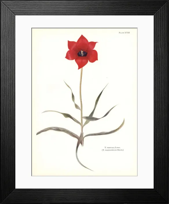 Framed Print : Tulipa montana (Tulipa maximowiczii) Framed Print : Tulipa montana (Tulipa maximowiczii)