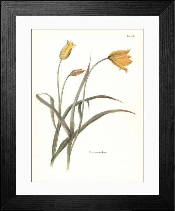 Framed Print : Wild tulip, Tulipa sylvestris Framed Print : Wild tulip, Tulipa sylvestris