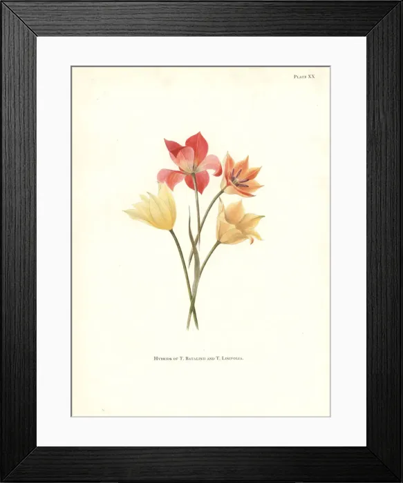 Framed Print : Hybrids of Tulipa batalinii and Bokhara tulip Framed Print : Hybrids of Tulipa batalinii and Bokhara tulip