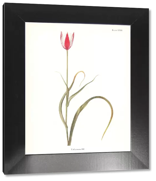 Lady tulip, Tulipa clusiana