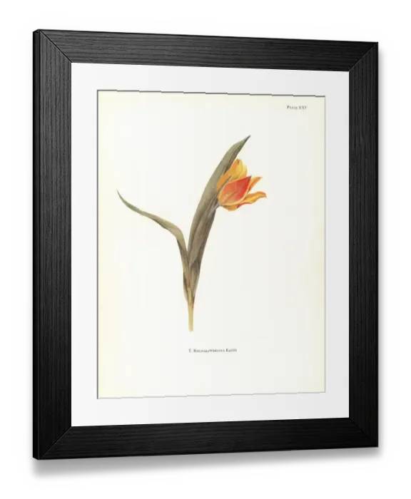 Framed Print : Tulipa kolpakowskiana Framed Print : Tulipa kolpakowskiana