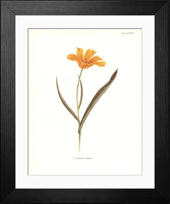 Framed Print : Tulipa kolpakowskiana Framed Print : Tulipa kolpakowskiana