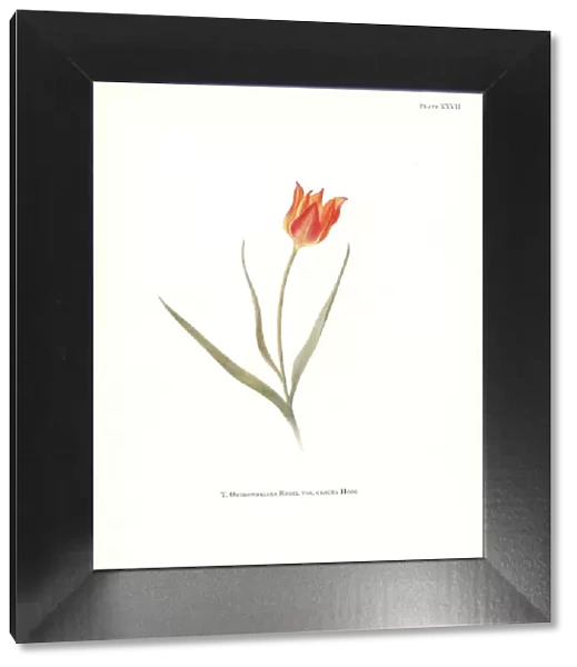 Tulipa ostrowskiana var. crocea
