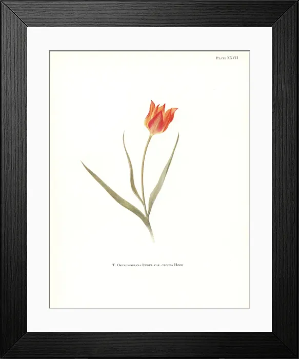 Framed Print : Tulipa ostrowskiana var. crocea Framed Print : Tulipa ostrowskiana var. crocea