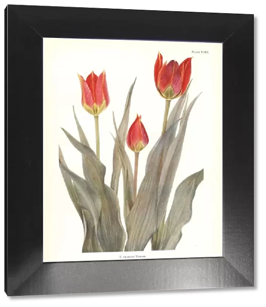 Eyed tulip, Tulipa agenensis