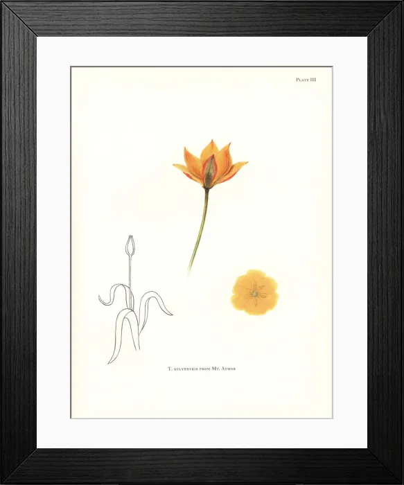 Framed Print : Wild tulip, Tulipa sylvestris, from Mount Athos Framed Print : Wild tulip, Tulipa sylvestris, from Mount Athos