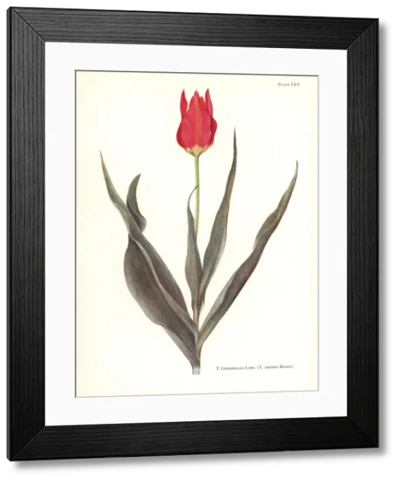 Framed Print : Garden tulip, Tulipa gesneriana Framed Print : Garden tulip, Tulipa gesneriana