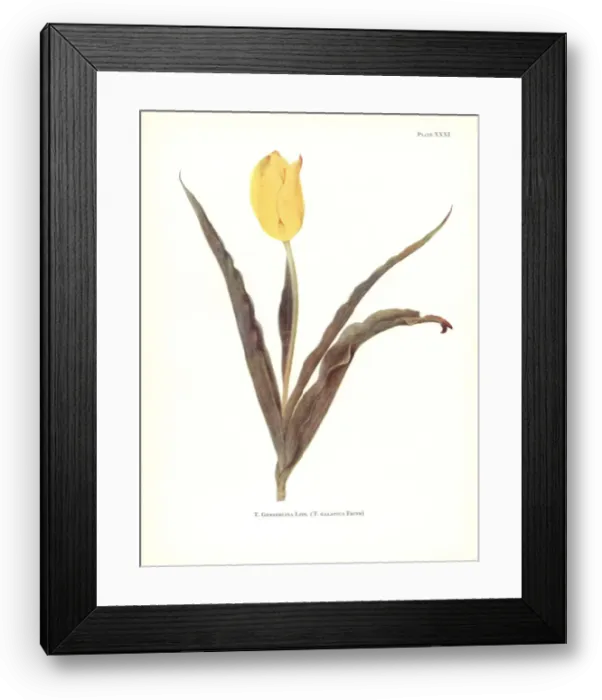 Framed Print : Yellow garden tulip, Tulipa gesneriana Framed Print : Yellow garden tulip, Tulipa gesneriana