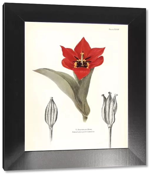 Emperor tulip, Tulipa fosteriana