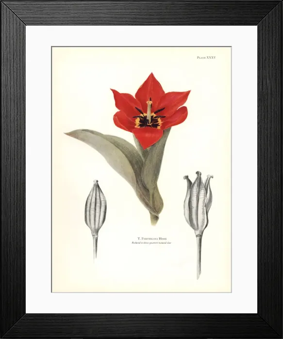Framed Print : Emperor tulip, Tulipa fosteriana Framed Print : Emperor tulip, Tulipa fosteriana