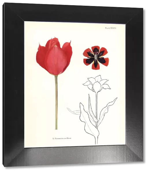 Tubergens tulip, Tulipa tubergeniana