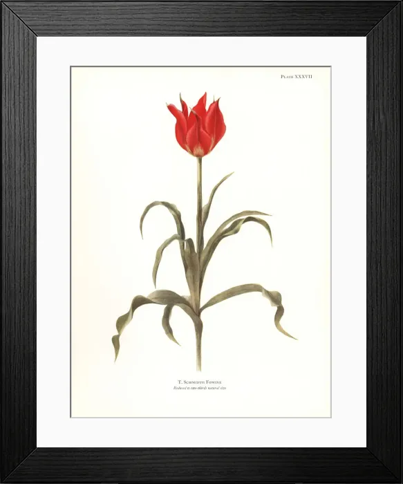 Framed Print : Tulipa schmidtii Framed Print : Tulipa schmidtii