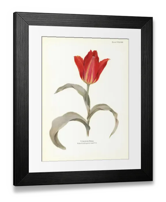 Framed Print : Tulipa eichleri Framed Print : Tulipa eichleri