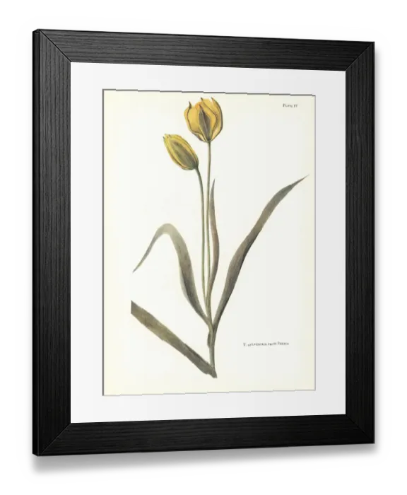 Framed Print : Wild tulip, Tulipa sylvestris, from Persia Framed Print : Wild tulip, Tulipa sylvestris, from Persia