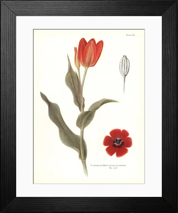 Framed Print : Tulipa praestans (black filaments) Framed Print : Tulipa praestans (black filaments)
