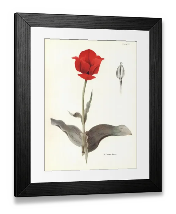 Framed Print : Maculate tulip, Tulipa greigii Framed Print : Maculate tulip, Tulipa greigii