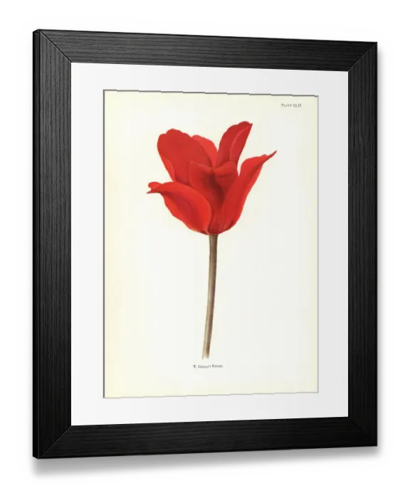 Framed Print : Tulipa greigii Framed Print : Tulipa greigii