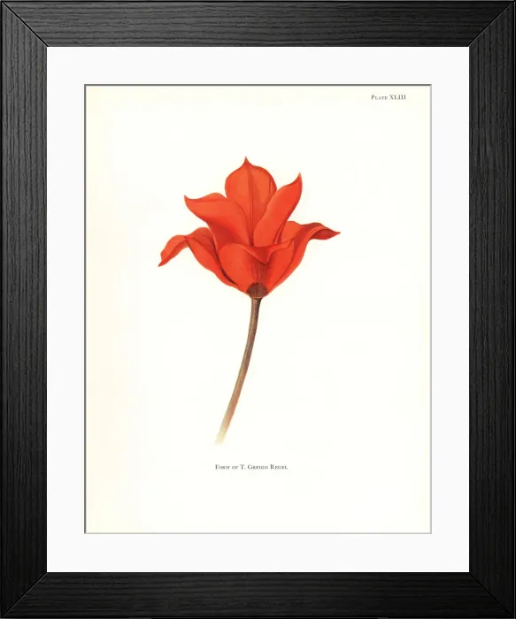 Framed Print : Form of the maculate tulip, Tulipa greigii Framed Print : Form of the maculate tulip, Tulipa greigii