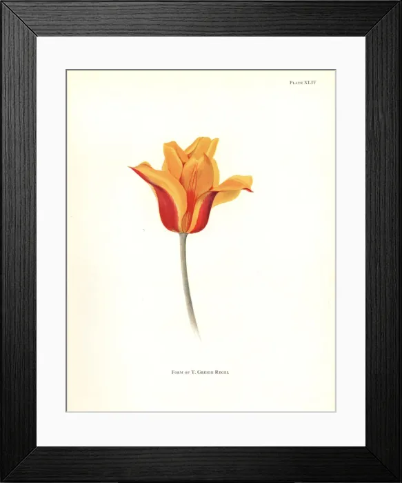 Framed Print : Form of Tulipa greigii Framed Print : Form of Tulipa greigii