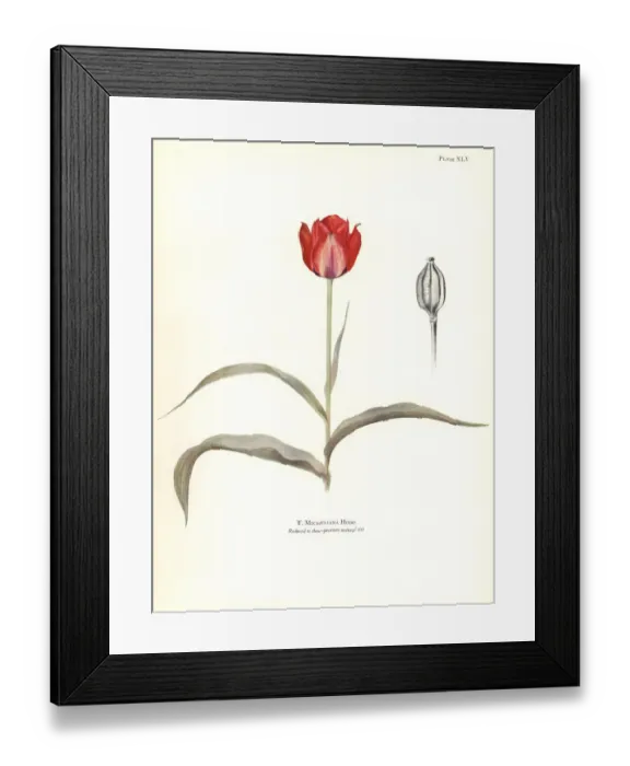 Framed Print : Tulipa micheliana Framed Print : Tulipa micheliana