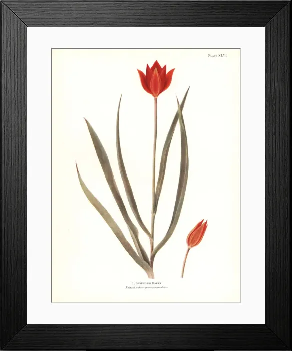 Framed Print : Sprengers tulip, Tulipa sprengeri Framed Print : Sprengers tulip, Tulipa sprengeri
