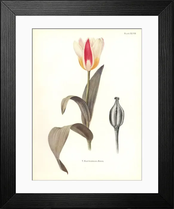 Framed Print : Waterlily tulip, Tulipa kaufmanniana Framed Print : Waterlily tulip, Tulipa kaufmanniana